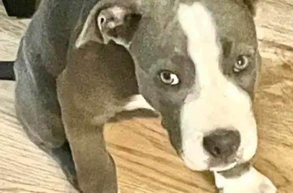 Missing dog Tipp City, photo: Help Find Lost Female Pitbull Puppy!