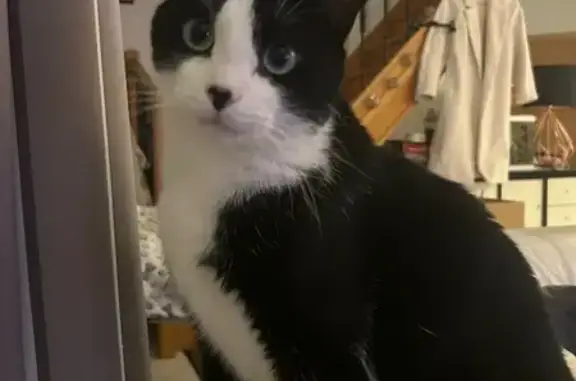 Chat tuxedo perdu à Esvres, noir et blanc - photo