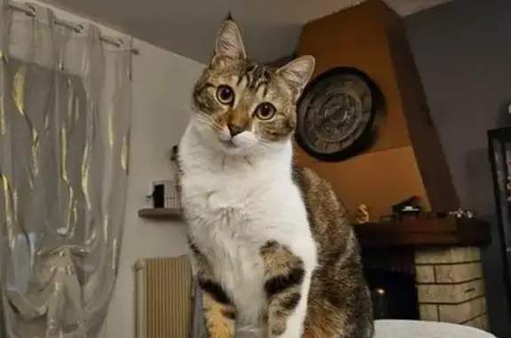 Chat perdu, Lagnieu, photo: Chatte perdue à Lagnieu : tricolore blanche