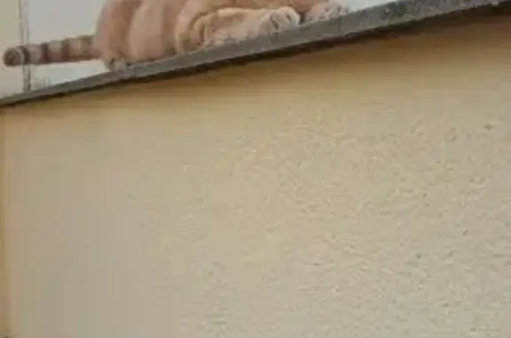 Gato Anaranjado Perdido en Calle Cartuja, 7