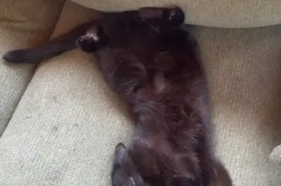 Chat perdu, Le Bourget-du-Lac, photo: Chatte Upsy perdue au Bourget-du-Lac