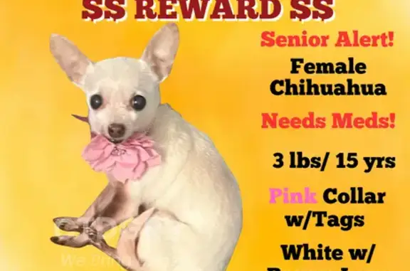 Lost Senior Chihuahua: Fragile & Needs Meds