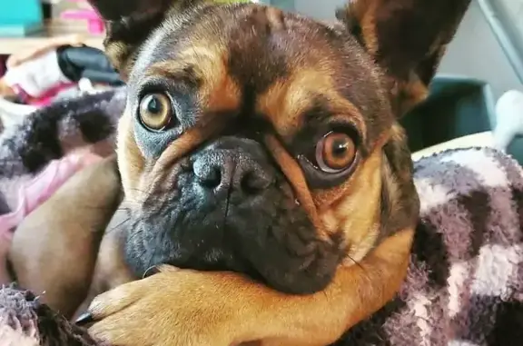 Lost Frenchie: Brown/Black, Needs Care