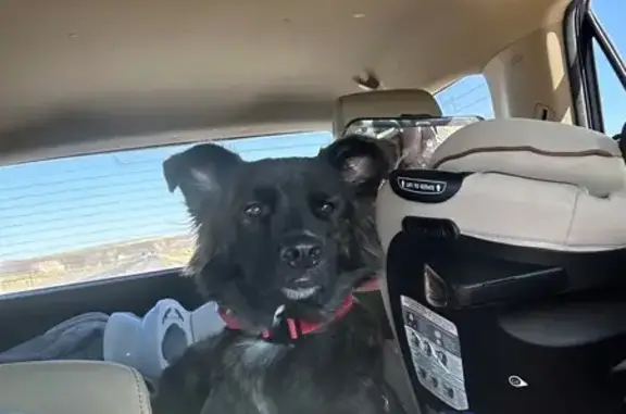 Missing dog Kent, photo: Lost Brindle Shepherd Mix in Kent Area