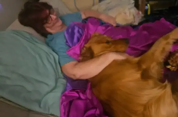 Lost: Reddish Golden Retriever Bruno