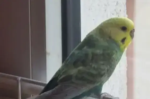 Oiseau entré par ma fenêtre à l'aube - photo