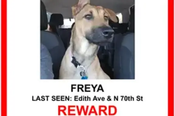 Lost pets Kansas City, photo: Lost: Sweet German Shepherd Mix in KC