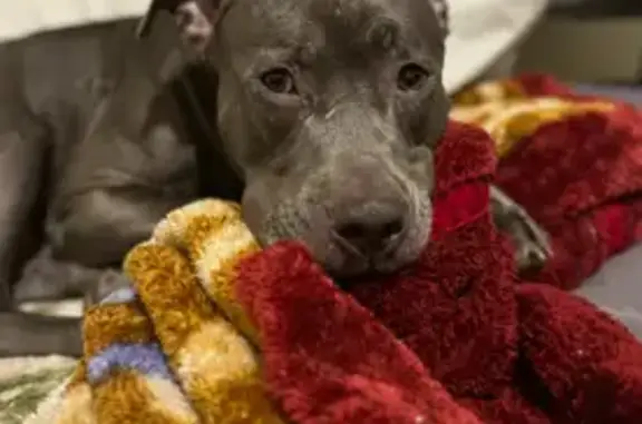 Lost pets New York, photo: Help Find Scooby: Lost Gray Dog in NYC