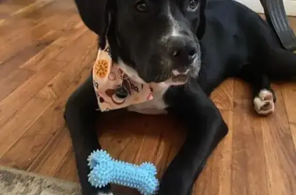 Lost Dog: Black with White Paws - Danbury