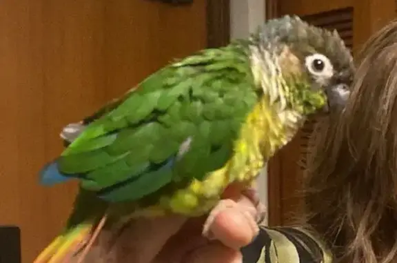 Found pets Singapore, photo: Found Bird with Ring: Hougang St 92