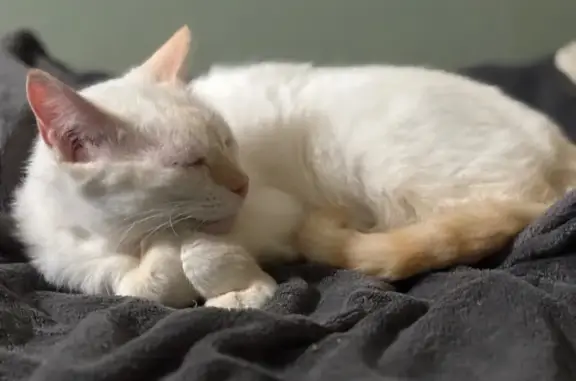 Missing cat Madison, photo: Lost Flame Point Siamese on Live Oak