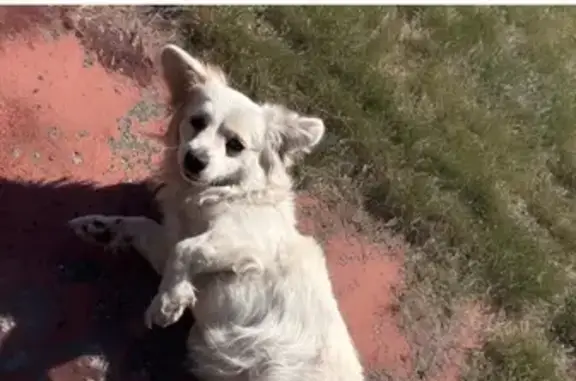 Lost: White Hairy Dog 'Chica' in Miami