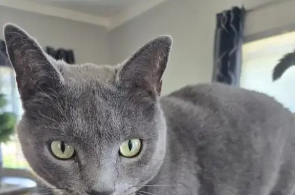 Lost pets , photo: Missing Gray Cat: Stoneham, Aug 8