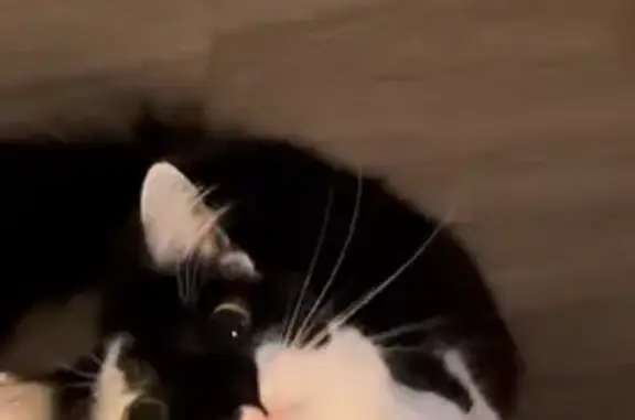 Lost Cat on Gheens Ave, Louisville