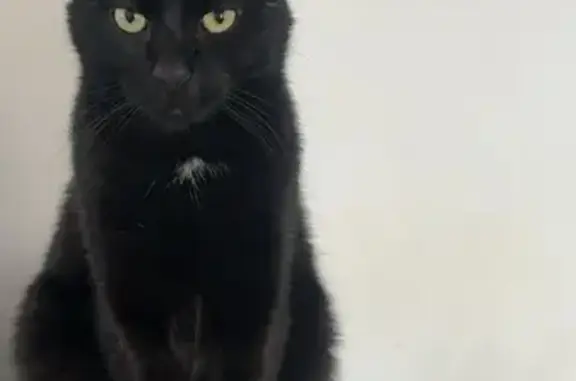 Chat noir perdu, tache blanche cou, Rixheim - photo