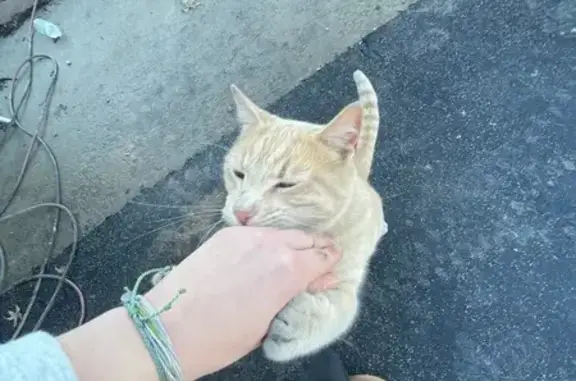 Lost Cat: Hug-Loving Feline in Troy, IL