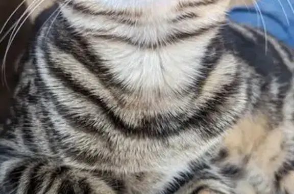 Chat tigré mâle perdu à Vasselay - photo