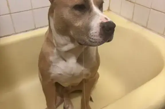 Lost Tan XL Bully - West Allis, WI
