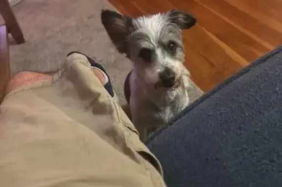 Lost Dog: Black & White on Danhurst Rd