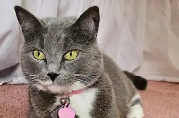 Lost Cat: Gray & White, King of Prussia