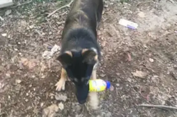 Lost Dog: Black & White, Microchipped