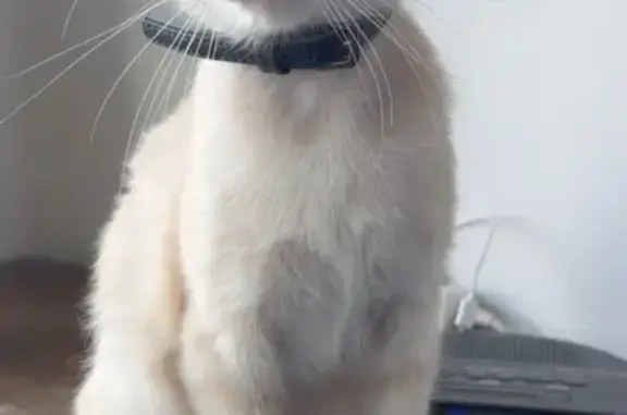 Chat perdu, Neuilly-Plaisance, photo: Chat perdu Rue des Morands, Neuilly-Plaisance