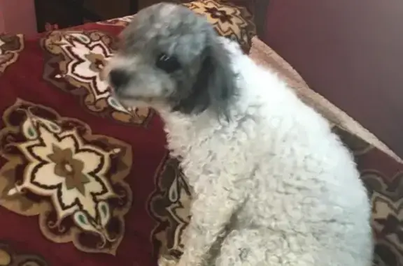 Missing dog Waterloo, photo: Help Find Pickles: Missing in Waterloo