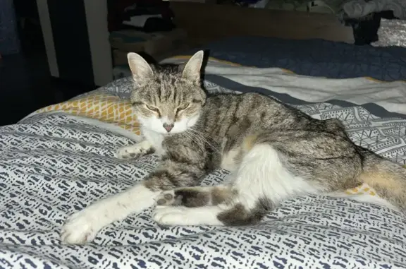 Animaux perdus , photo: Chatte tigrée perdue à Aufferville