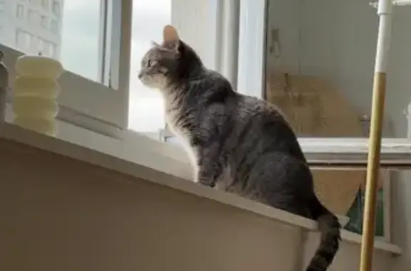 Animaux perdus Amiens, photo: Chatte grise perdue à Amiens