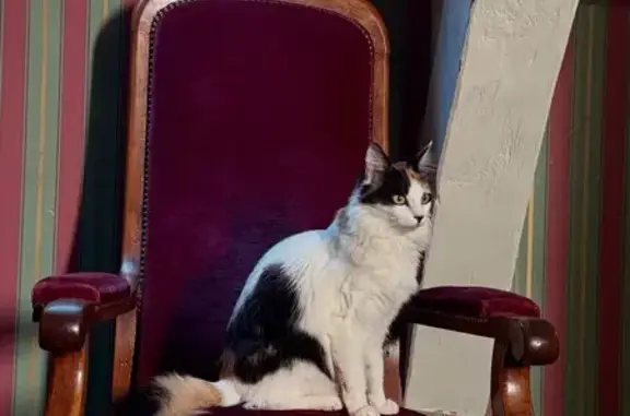 Animaux perdus , photo: Chatte tricolore perdue à Bizeneuille (03)