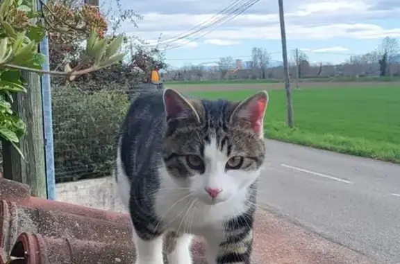 Chat tigré 10 mois perdu à Beaurepaire - photo