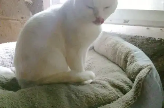 Animaux trouvés Sedan, photo: Chat blanc maigre trouvé à Sedan
