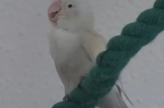 ¡Ave Perdida! Agapornis Blanco en Mislata