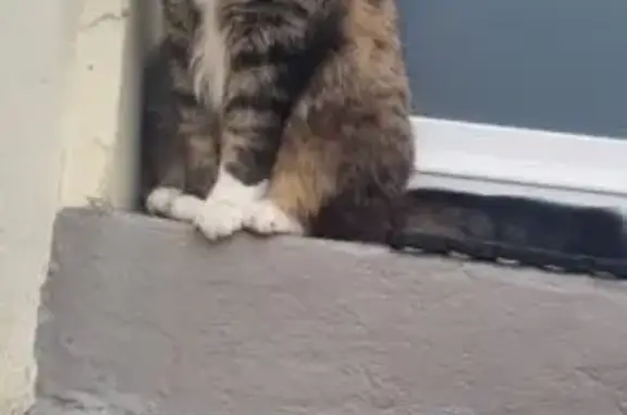 Chat perdu : Palpatoune, Tabby blanc, Le Havre - photo