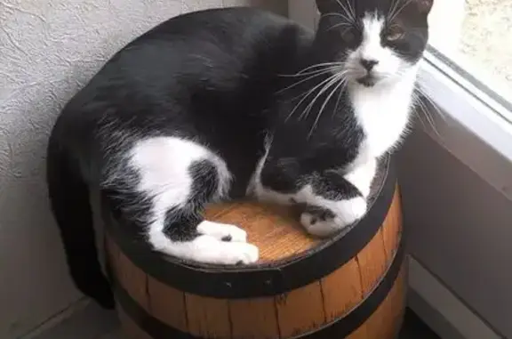 Animaux perdus Saint-Martin-du-Mont, photo: Chat noir et blanc perdu à Saint-Martin
