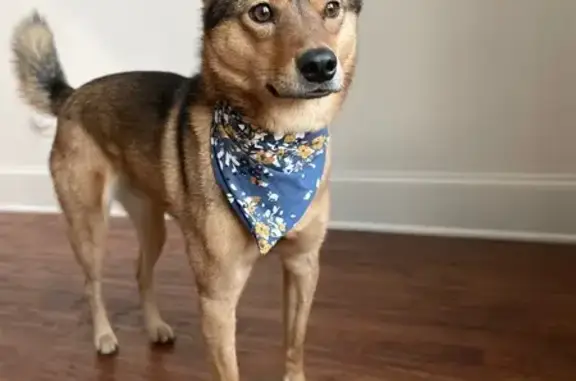 Lost Dog: Groomed Coyote Lookalike