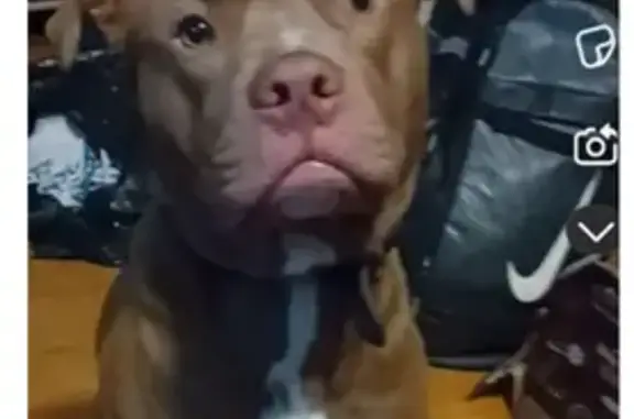Help Find Our Energetic Red Nose Pit Bull!