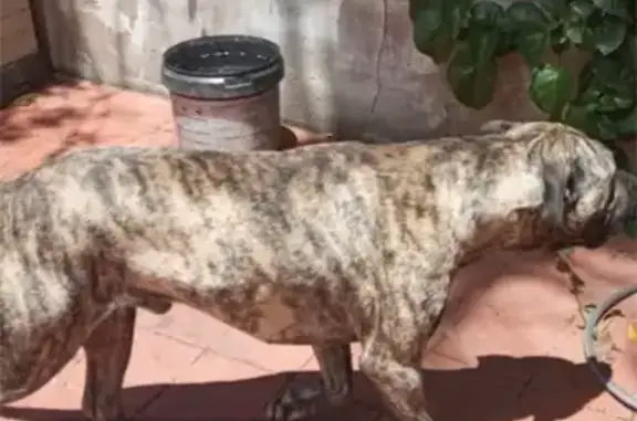¡Ayuda a encontrar a Picho en El Tanque!