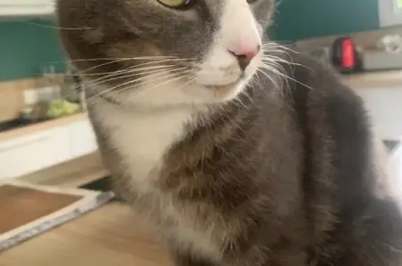 Chat gris-blanc perdu, yeux verts, Longuenée - photo