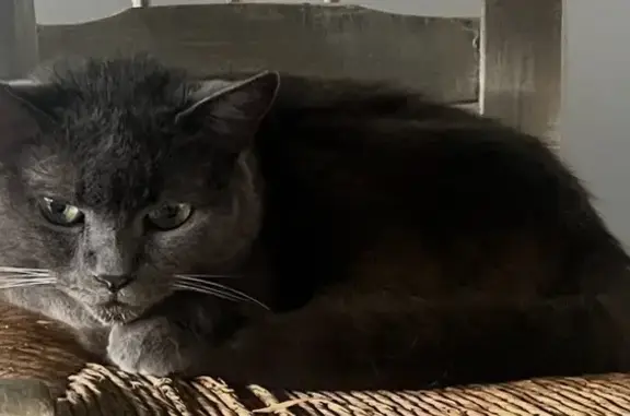 Animaux perdus Besançon, photo: Chatte chartreux perdue, âgée, Besançon