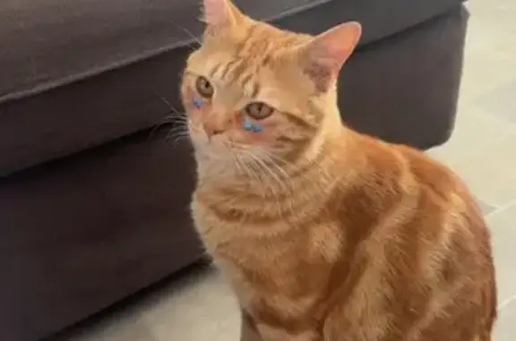 Animaux perdus Tourcoing, photo: Chat roux Kirikou perdu à Tourcoing