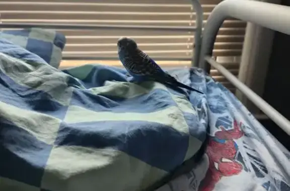 Found pets Warren, photo: Lost Bird Found at 229 Mound Rd, Warren