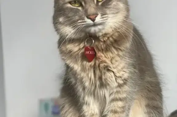 Gatos perdidos, L'Hospitalet de Llobregat, foto: Gata perdida en l'Hospitalet de Llobregat