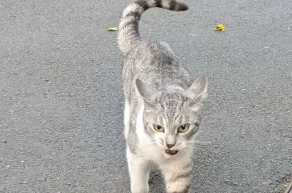 Chat gris/blanc trouvé Rue Véron, Alfortville - photo