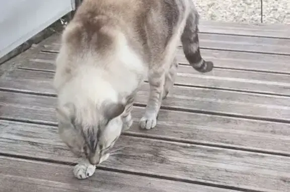 Animaux trouvés Salouël, photo: Chat sociable trouvé à Salouël