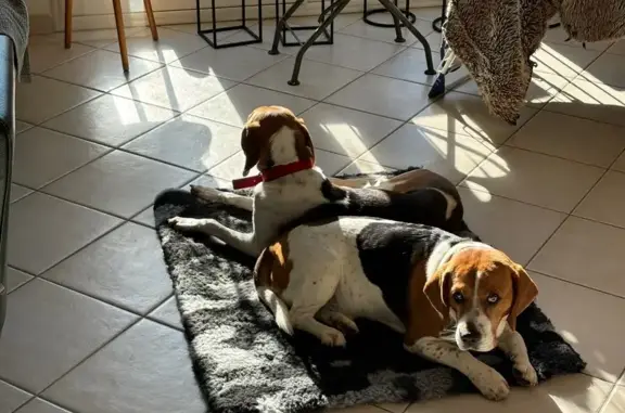 Chien perdu Nouvelle-Aquitaine, photo : Beagle tricolore perdue à Montils
