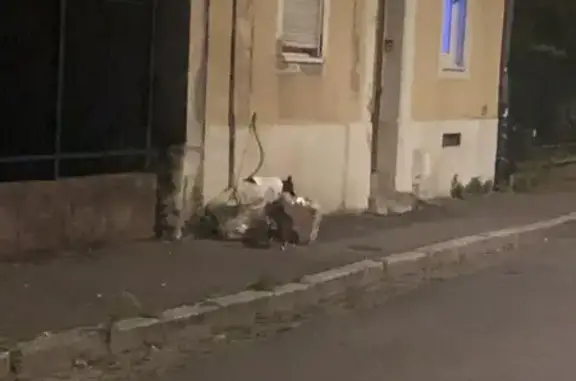 Animaux trouvés Mulhouse, photo: Chien perdu près du parc Jacquet, Mulhouse