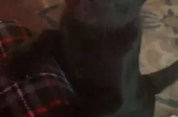 Lost Black Cat: Balding, Shy, Ear Clipped