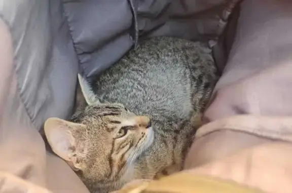 Gatos perdidos, Orizaba, foto: ¡Se busca gatito de ojos verdes en Orizaba!