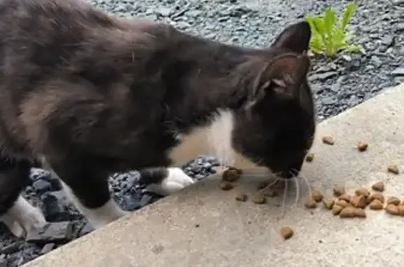 Chat trouvé Rue Hôtel Fossey, Cametours - photo